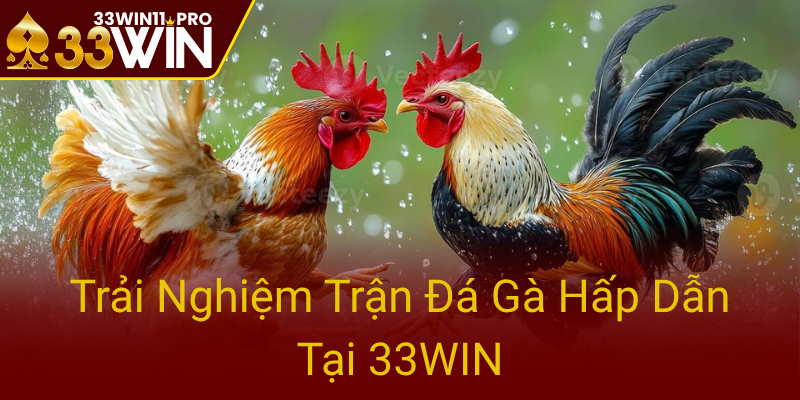 Trai Nghiem Tran Da Ga Hap Dan Tai 33Win0